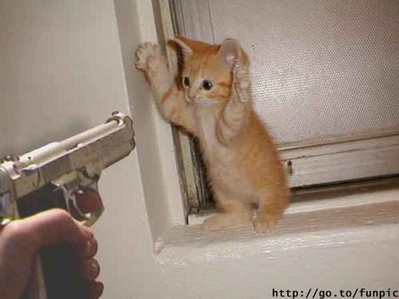 catmeow.jpg